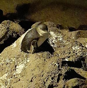 Meet your Posher, Chloe